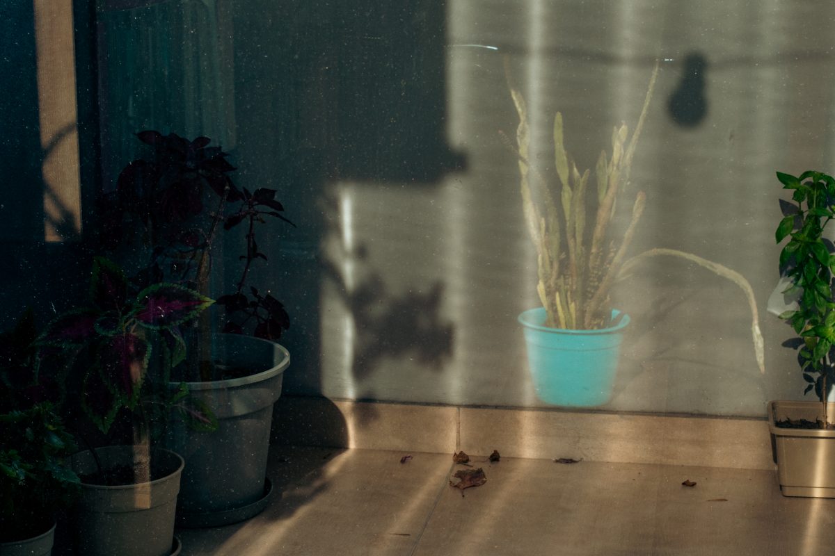 VENIMOS DE UNA ESCENA EN LA QUE NO ESTUVIMOS: RESEÑA DE “UN CACTUS EN EL MEDIO” DE LILA BENDERSKY / Fiama Mendez (Texto) Lucrecia Hang (Fotos)